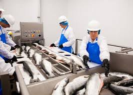 FISH FOOD PROCESSING